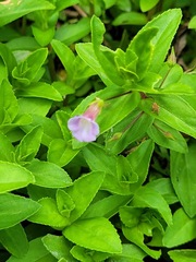 Limnophila aromatica