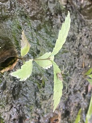 Phalangium opilio