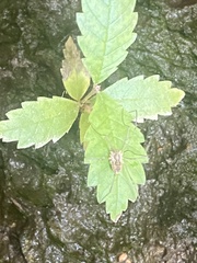 Phalangium opilio