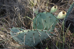 Opuntia gilvescens