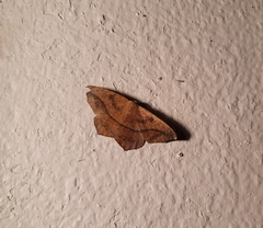 Prochoerodes lineola