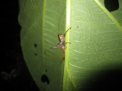 Lipotactes vietnamicus