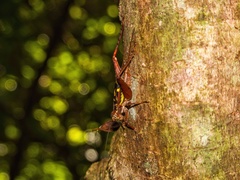 Cardiodactylus guttulus