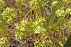 Valerianella discoidea