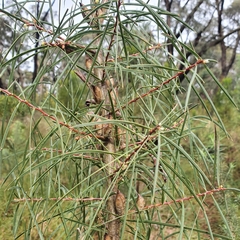 Hakea ulicina