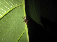 Lipotactes vietnamicus