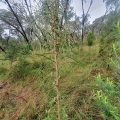 Hakea ulicina