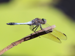 Orthetrum caledonicum