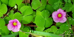 Oxalis purpurea