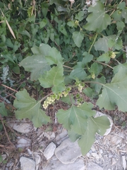 Xanthium orientale