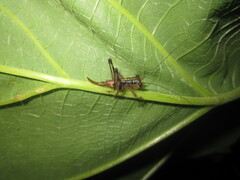 Lipotactes vietnamicus