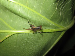 Lipotactes vietnamicus