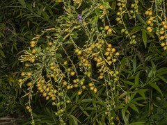 Duranta erecta