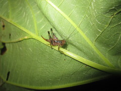 Lipotactes vietnamicus