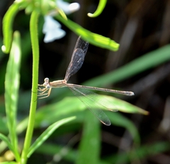 Lestes concinnus