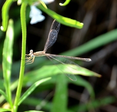 Lestes concinnus