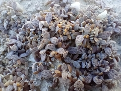Atriplex buchananii