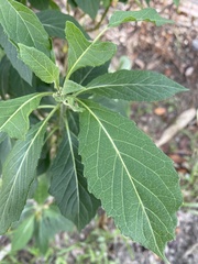 Gymnanthemum amygdalinum