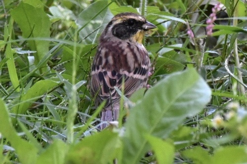 Yellow-throated Bunting (Emberiza elegans), photo 6