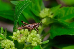 Phaedrotettix
