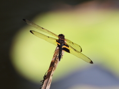 Rhyothemis phyllis