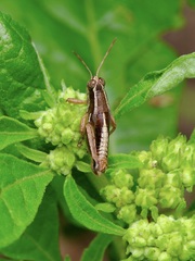 Phaedrotettix