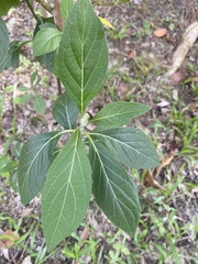 Gymnanthemum amygdalinum