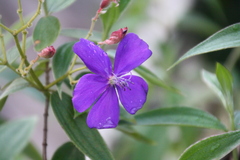 Melastomeae