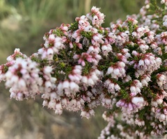 Erica scabriuscula