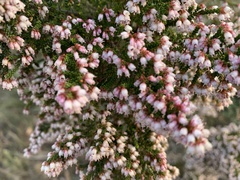 Erica scabriuscula