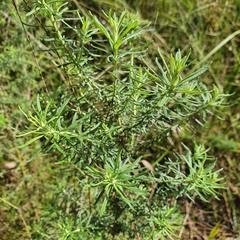 Cassinia aculeata