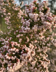 Erica scabriuscula