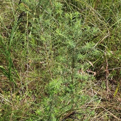 Cassinia aculeata