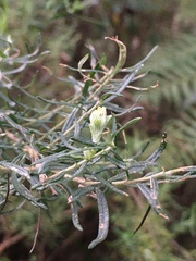 Cassinia aculeata