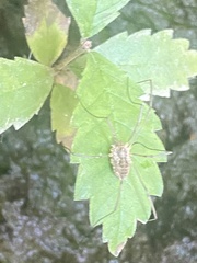 Phalangium opilio