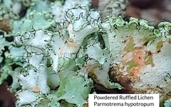 Parmotrema hypotropum