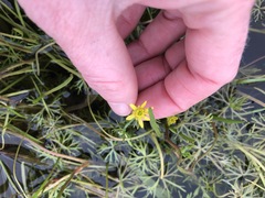 Ranunculus inundatus