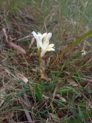Freesia