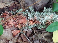 Parmotrema hypotropum