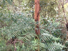 Cassinia aculeata