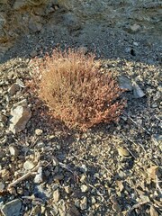 Eriogonum fasciculatum polifolium