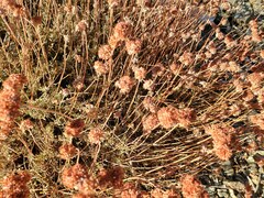 Eriogonum fasciculatum polifolium