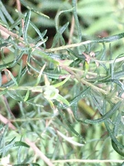 Cassinia aculeata