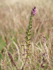 Odontites vernus