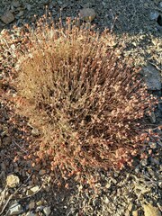 Eriogonum fasciculatum polifolium
