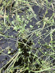 Ornduffia reniformis