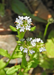 Valerianella discoidea