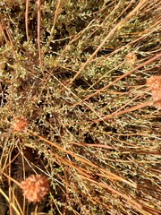 Eriogonum fasciculatum polifolium