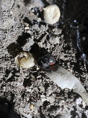 Latrodectus mactans