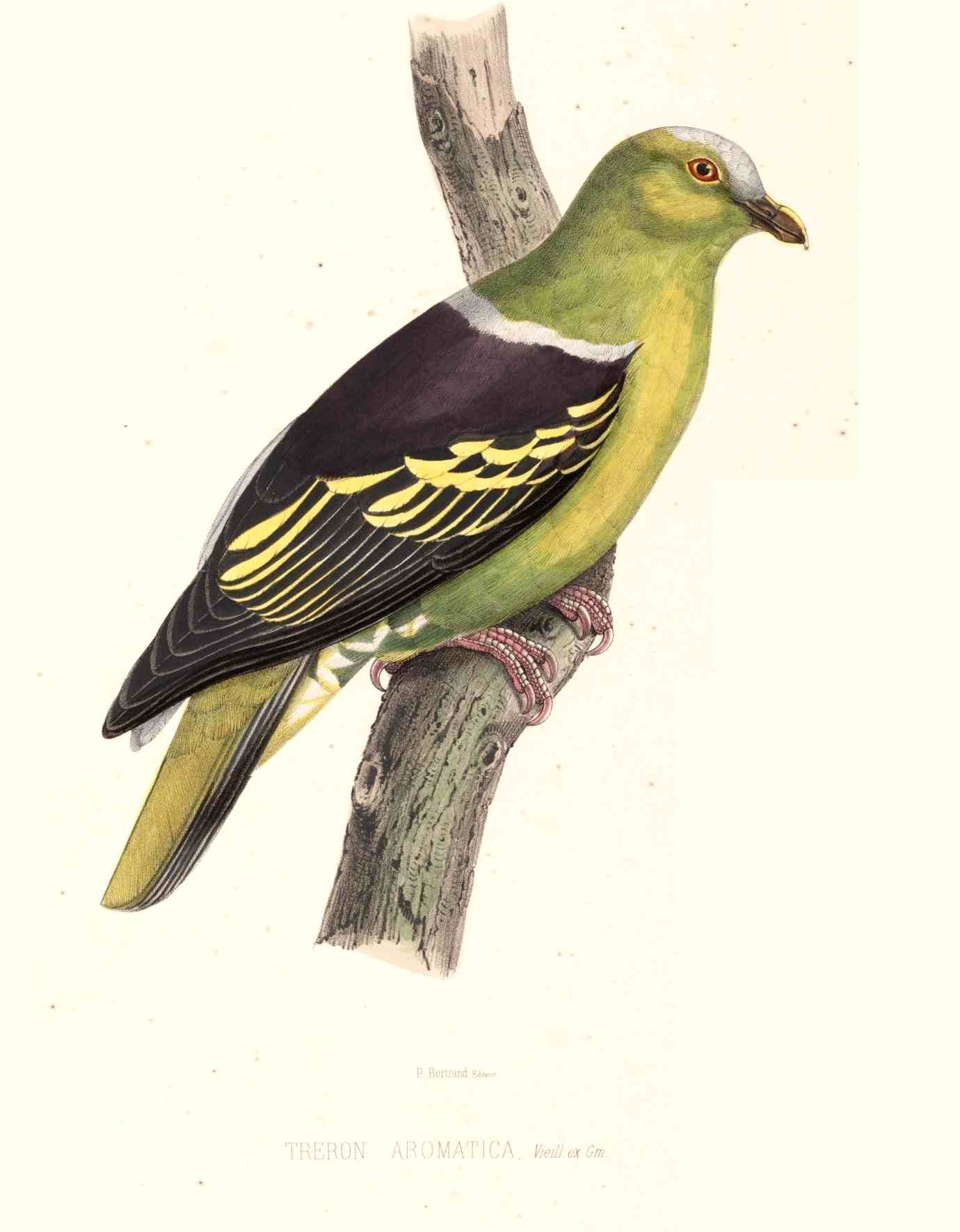 Buru Green-Pigeon (Treron aromaticus)